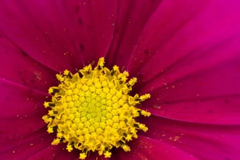 Closeup of a colourful flower Stock Photos