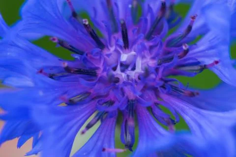 Closeup of a colourful flower Stock Photos
