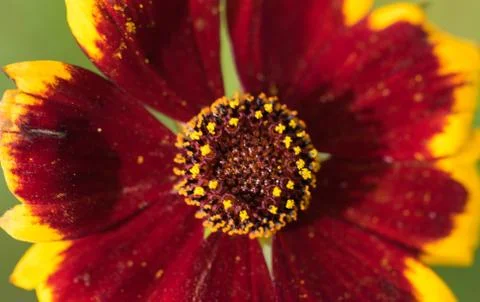 Closeup of a colourful flower Stock Photos