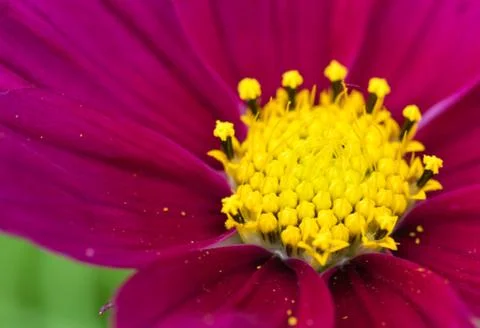 Closeup of a colourful flower Stock Photos