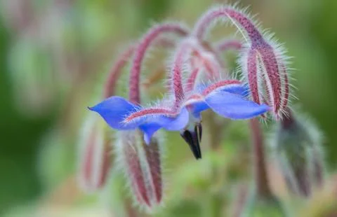 Closeup of a colourful flower Stock Photos