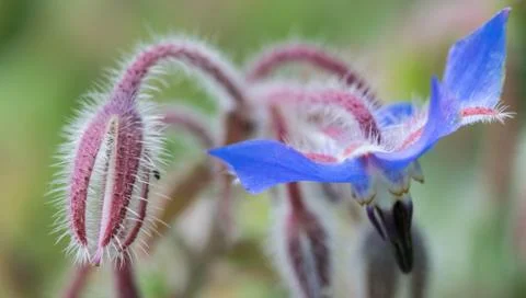 Closeup of a colourful flower Stock Photos