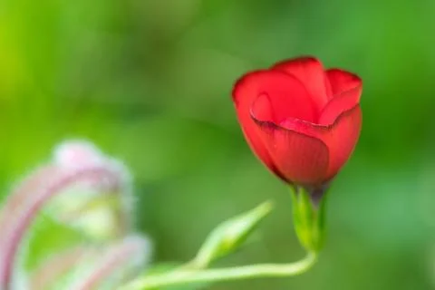Closeup of a colourful flower Stock Photos