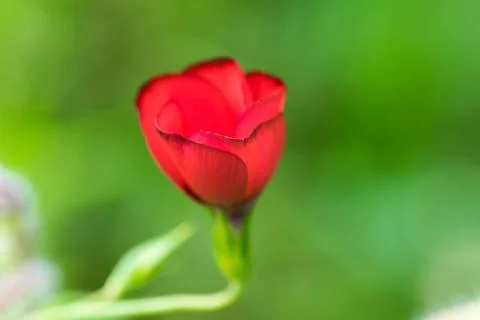 Closeup of a colourful flower Stock Photos