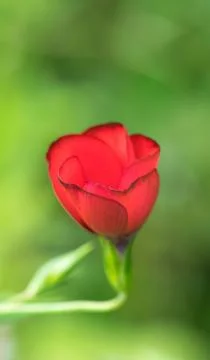 Closeup of a colourful flower Stock Photos