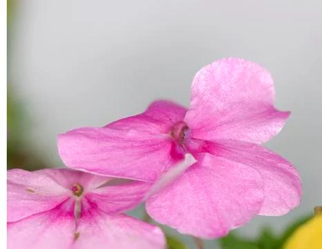 Closeup of a colourful flower Stock Photos