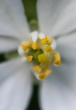 Closeup of a colourful flower Stock Photos