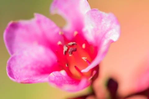 Closeup of a colourful flower Stock Photos