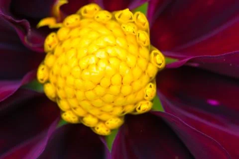 Closeup of a colourful flower Stock Photos