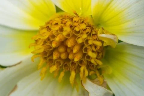 Closeup of a colourful flower Stock Photos
