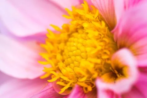 Closeup of a colourful flower Stock Photos