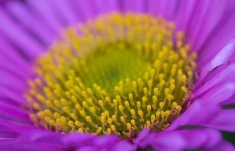 Closeup of a colourful flower Stock Photos