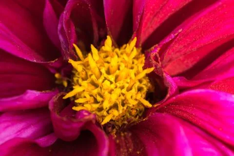 Closeup of a colourful flower Stock Photos