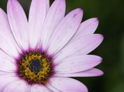 Closeup of a colourful flower Stock Photos