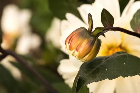 Closeup of a colourful flower Stock Photos