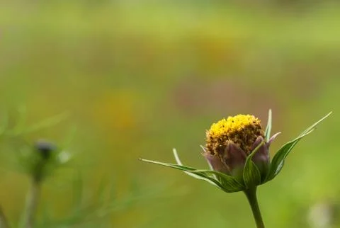 Closeup of a colourful flower Stock Photos