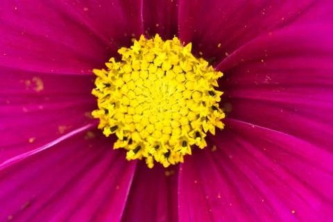 Closeup of a colourful flower Stock Photos