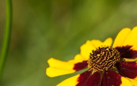 Closeup of a colourful flower Stock Photos