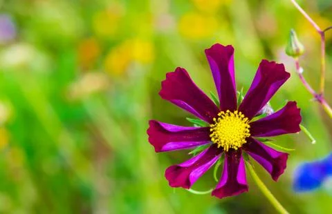 Closeup of a colourful flower Stock Photos