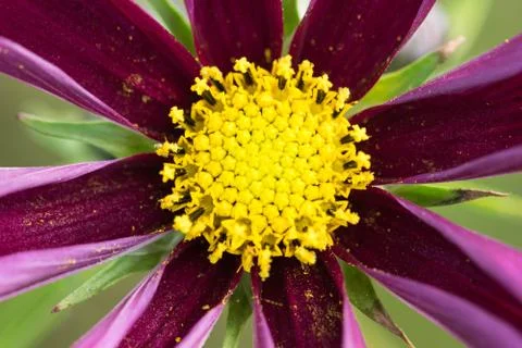 Closeup of a colourful flower Stock Photos