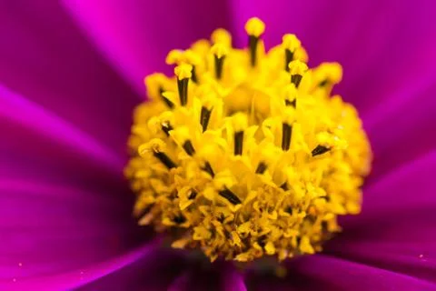 Closeup of a colourful flower Stock Photos