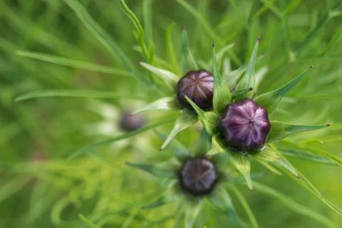 Closeup of a colourful flower Stock Photos