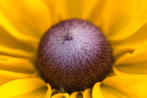 Closeup of a colourful flower Stock Photos