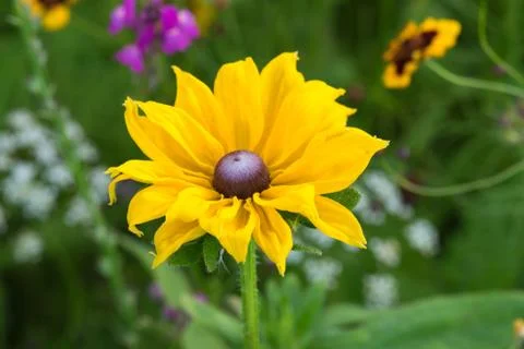 Closeup of a colourful flower Stock Photos