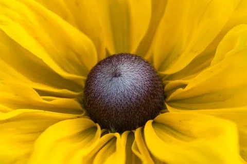 Closeup of a colourful flower Stock Photos