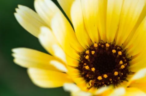 Closeup of a colourful flower Stock Photos