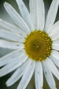 Closeup of a colourful flower Stock Photos