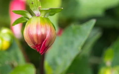 Closeup of a colourful flower Stock Photos