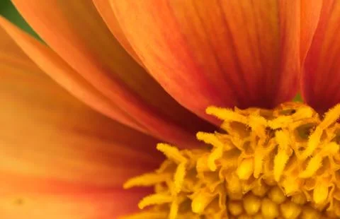 Closeup of a colourful flower Stock Photos