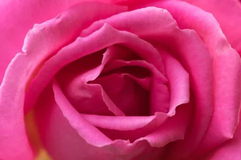 Closeup of a colourful flower Stock Photos