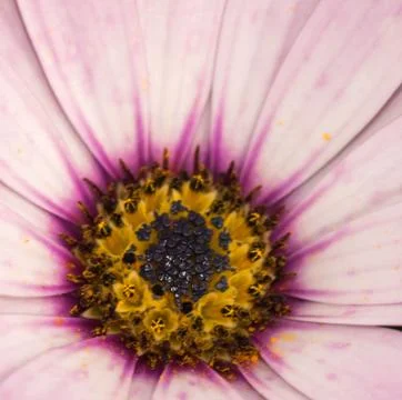 Closeup of a colourful flower Stock Photos