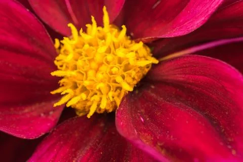 Closeup of a colourful flower Stock Photos