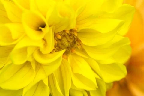 Closeup of a colourful flower Stock Photos