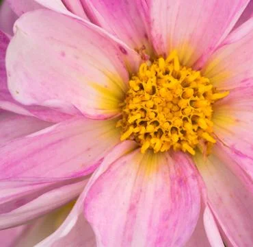 Closeup of a colourful flower Stock Photos