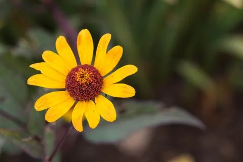 Closeup of a colourful flower Stock Photos