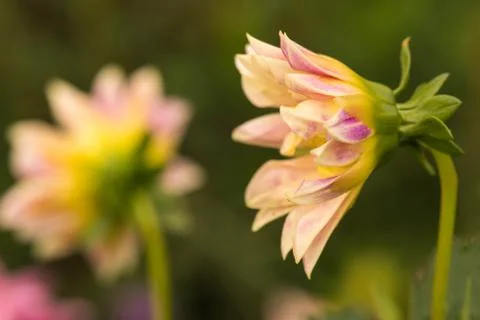 Closeup of a colourful flower Stock Photos