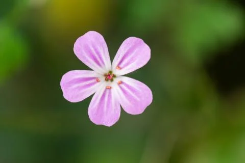 Closeup of a colourful flower Stock Photos