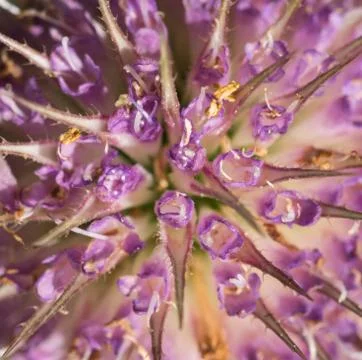 Closeup of a colourful flower Stock Photos