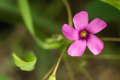 Closeup of a colourful flower Stock Photos