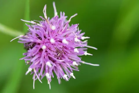 Closeup of a colourful flower Stock Photos