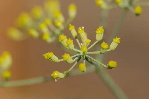 Closeup of a colourful flower Stock Photos
