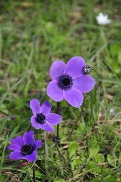Closeup of colourful flowers in Greece in Spring Stock Photos