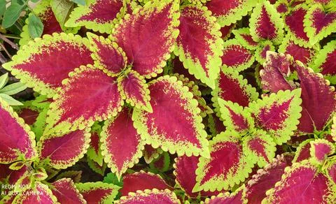 Closeup Colourful leaf  写真素材