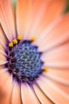 Closeup of colourful osteospermum flower or cape daisy Stock Photos