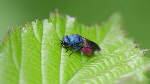 Closeup of a colourful Ruby-Tailed Wasp, Chrysis sp. resting on a leaf during Stock Footage 337133530