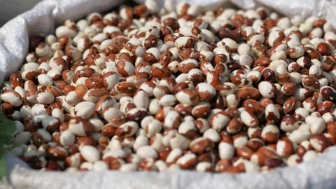 Closeup of colourful soy beans texture background. Stock Footage 251097533